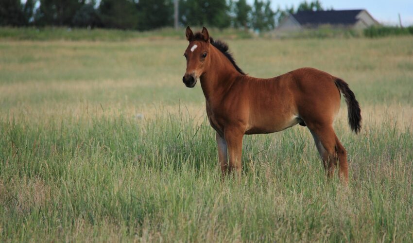 A brown foal with a white star on its forehead stands in a grassy field.