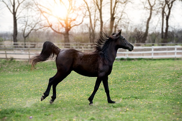 A dark-colored horse runs in a green field with trees and a fence in the background, under a bright sun.