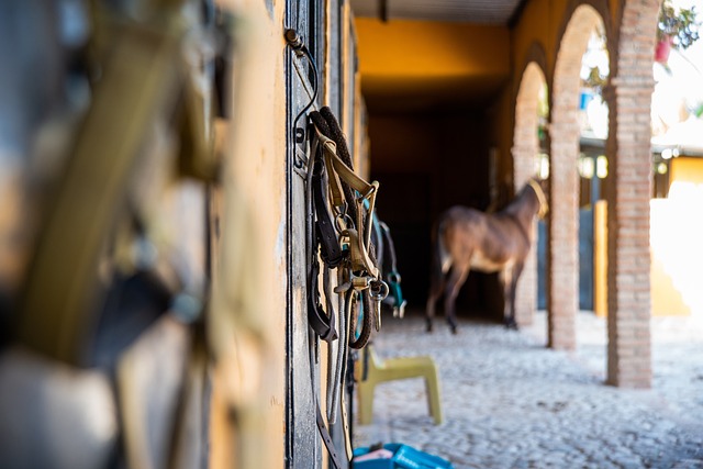 A horse in a stable, with a bridle hanging on a door in the foreground.