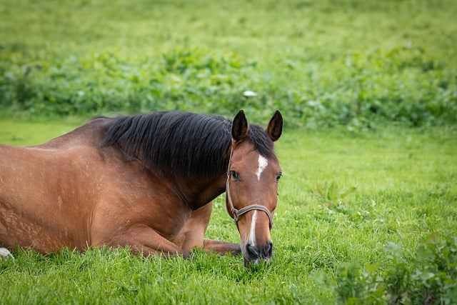 A brown horse with a white diamond on its forehead is lying down in a green field.