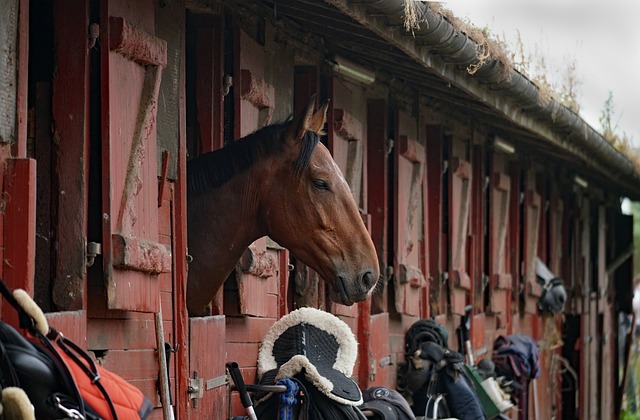 A brown horse looking out from a stall in a stable with red doors.