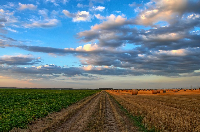 A field divided in half with green crops on one side and harvested hay bales on the other, under a cloudy sky.