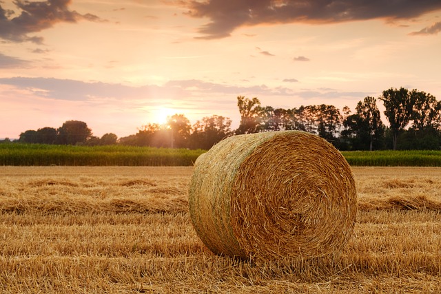 A round hay bale in a harvested field at sunset.